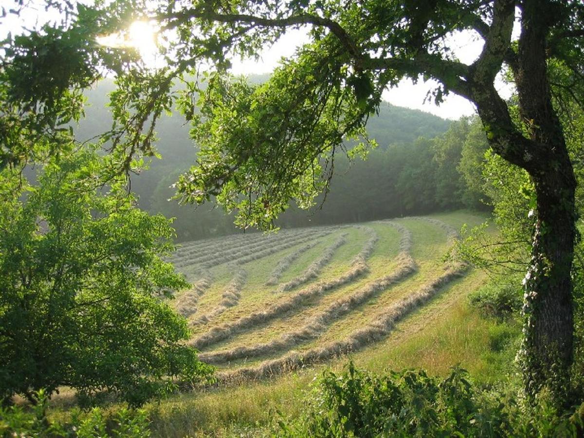 Domaine De Cantegrel - Gites De Charme Et Suite Troglodyte En Perigord Vitrac  Exterior foto